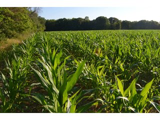 Property photo 47 - 64 Acre Farm Offered in 4 Tracts or in Combinations - Real Estate Auction
